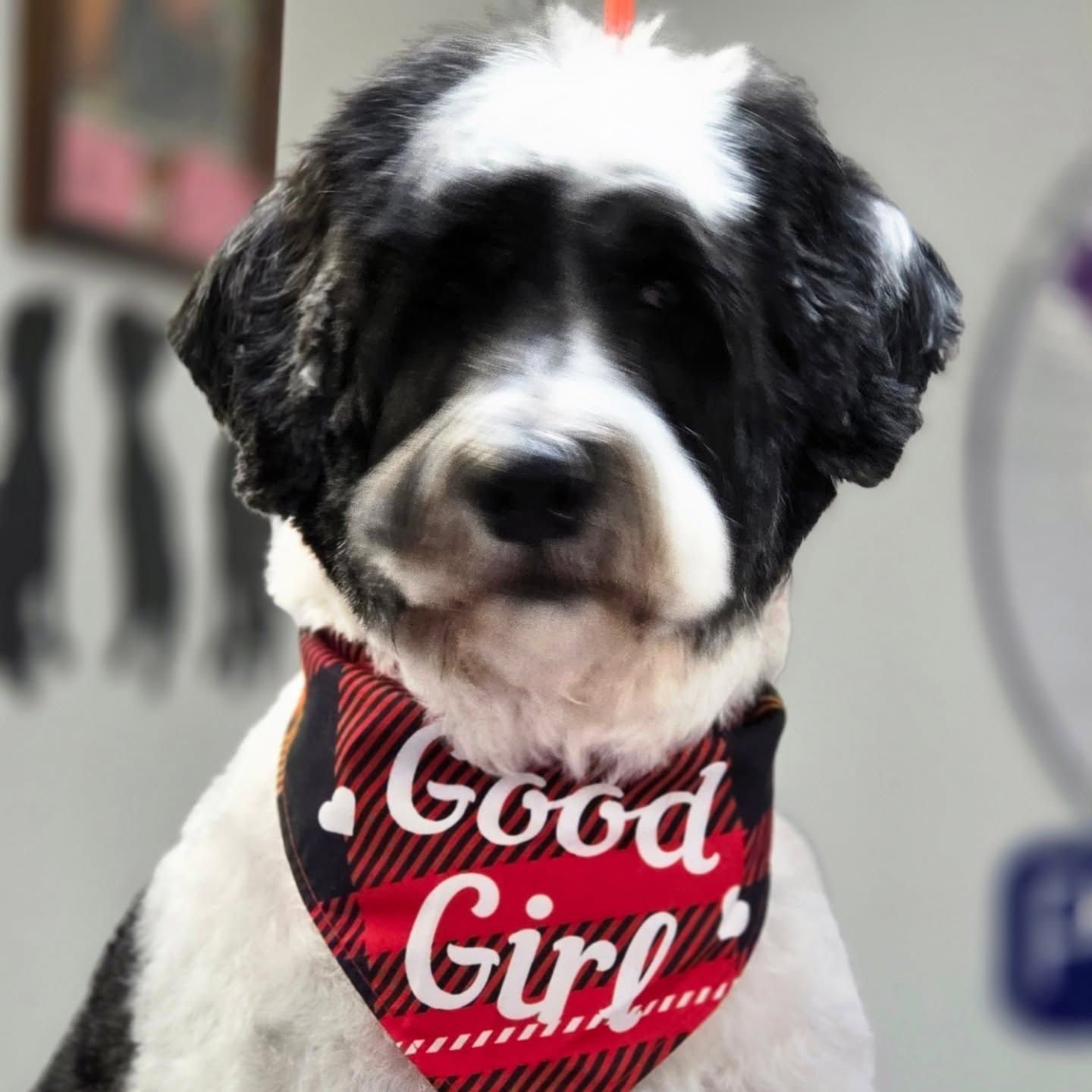 Dog with black and white fur, wearing a bandana that says “Good Girl”.