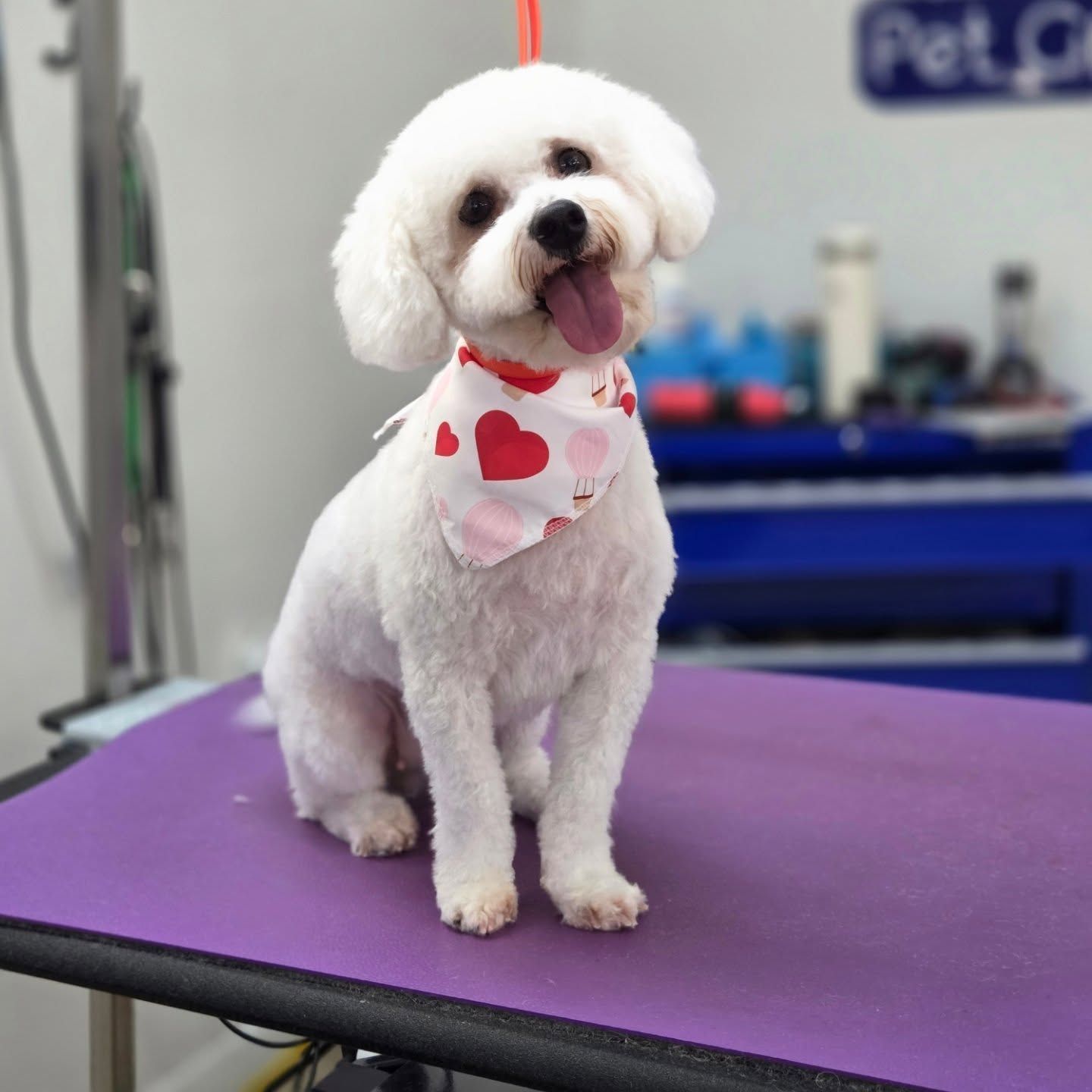 White dog with pink heart bandana smiles, sitting on purple table in a pet grooming shop.