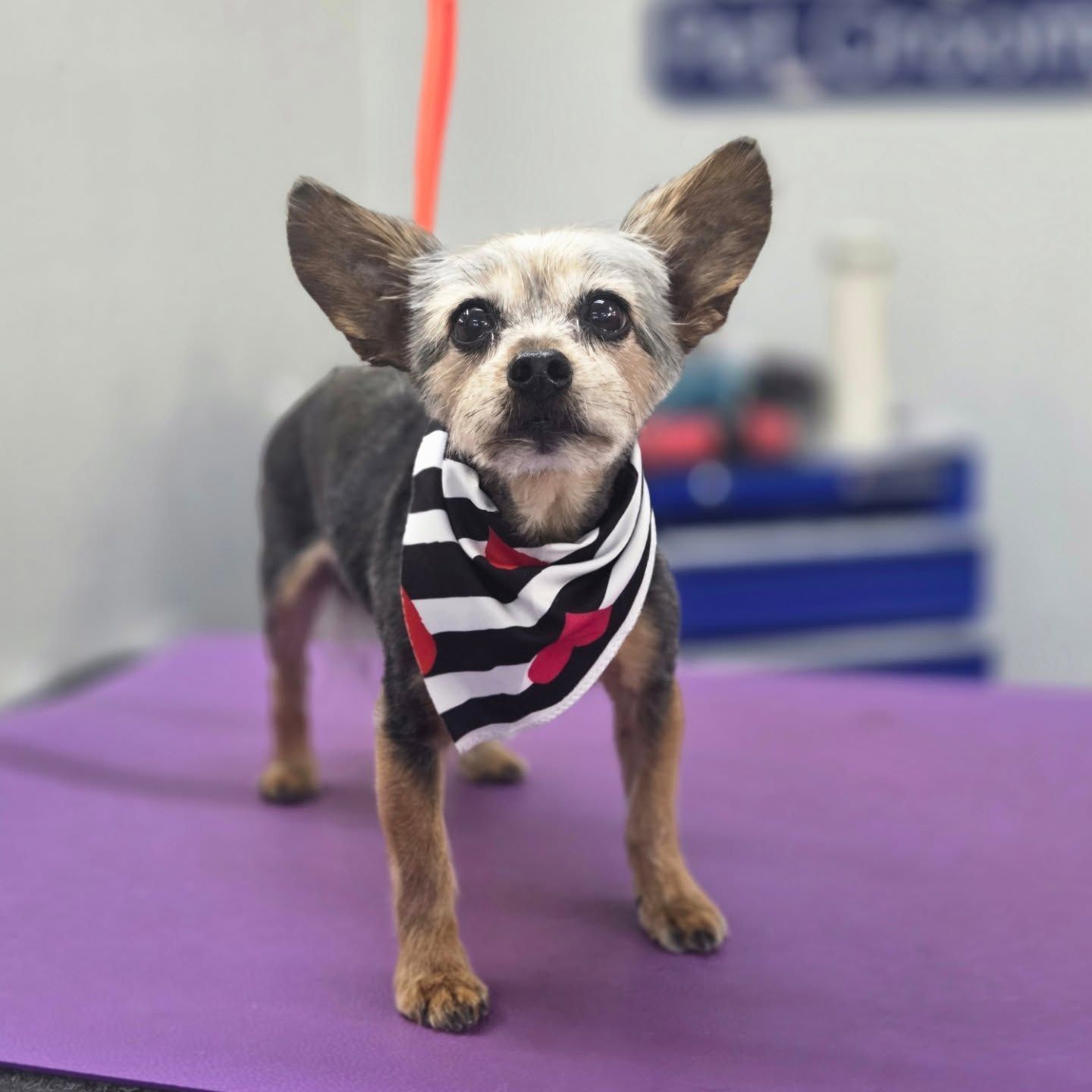 Small dog with a black and white striped bandana, standing on a purple surface.