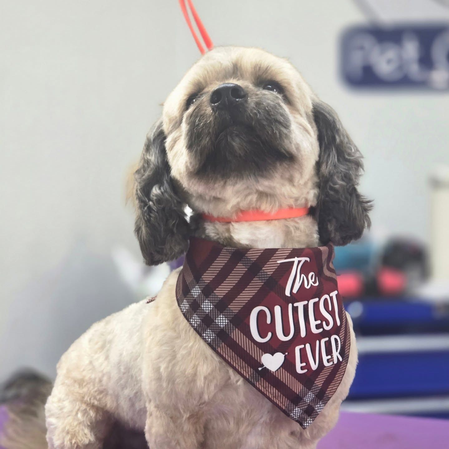 Beige and black dog wearing a bandana that says 