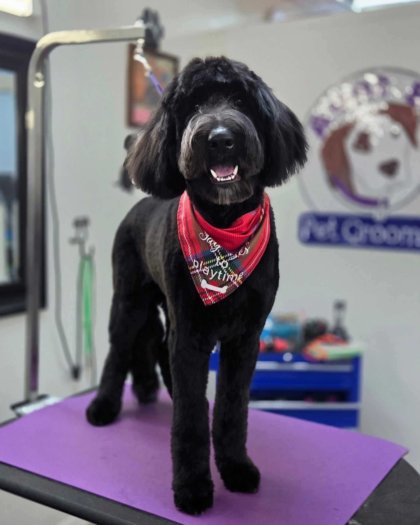 Black dog with a red bandana stands on a grooming table. It has been groomed and is smiling at the camera.