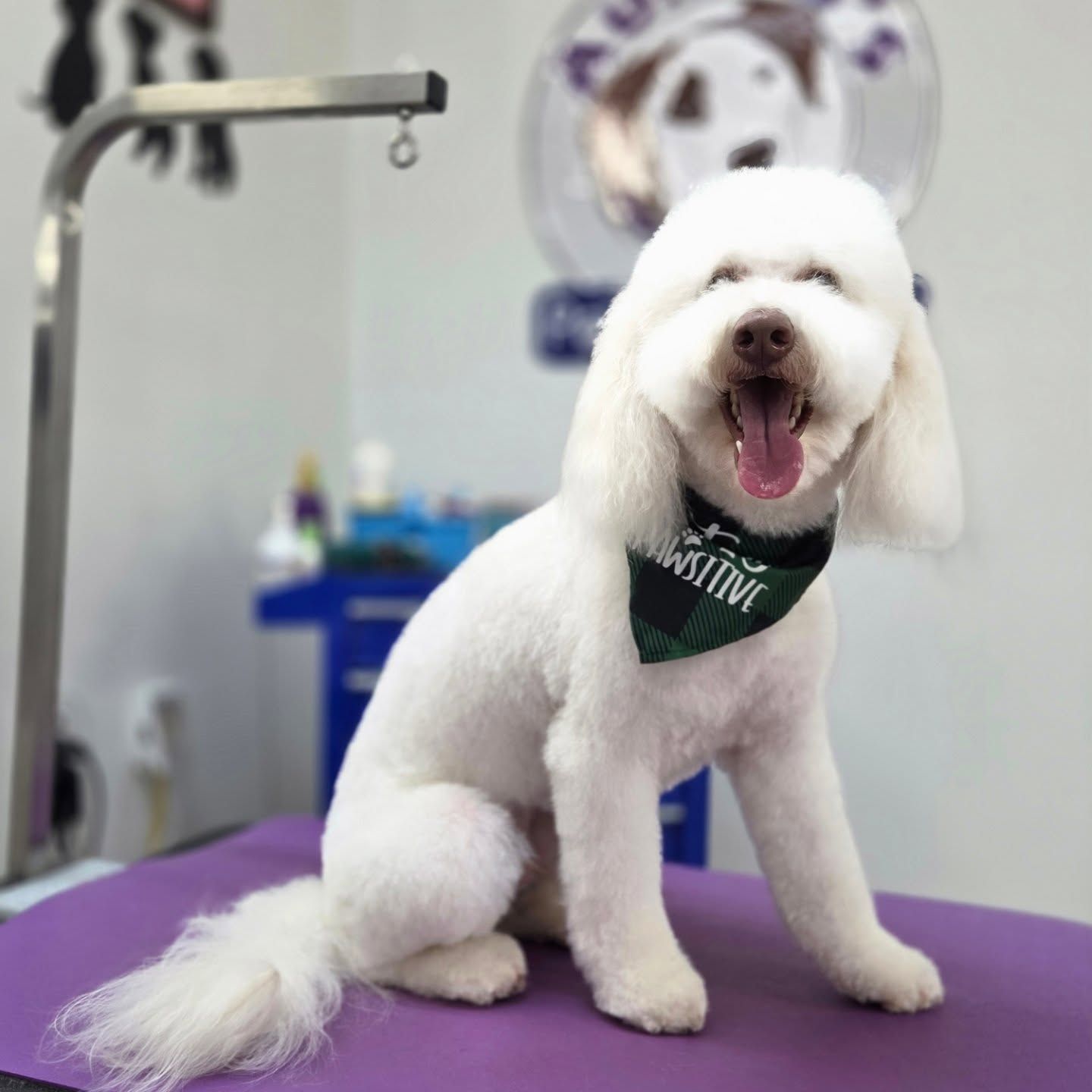 White fluffy dog, tongue out, wearing a green bandana that says 