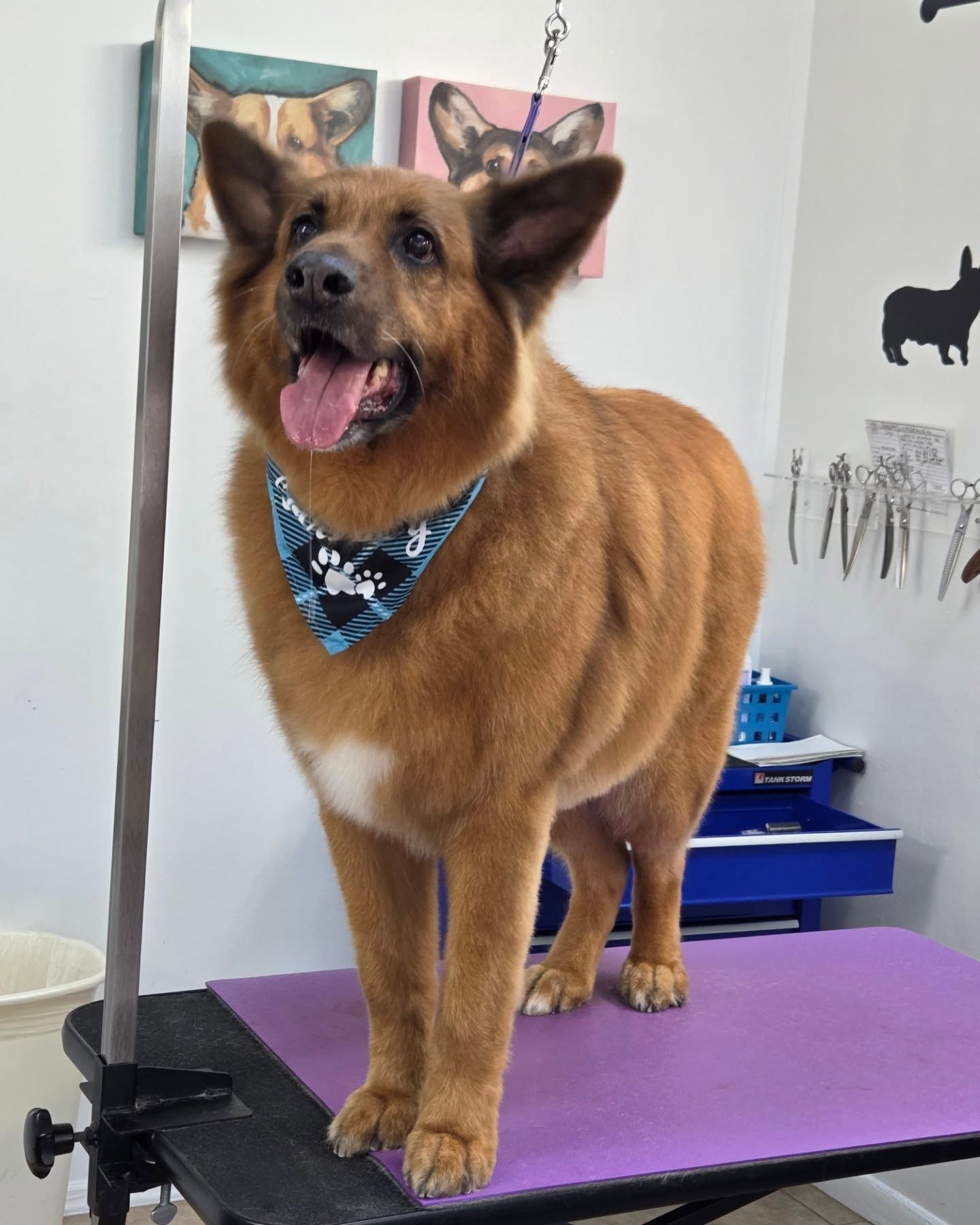 Brown dog with a bandana stands on a purple grooming table, tongue out, in a pet grooming salon.