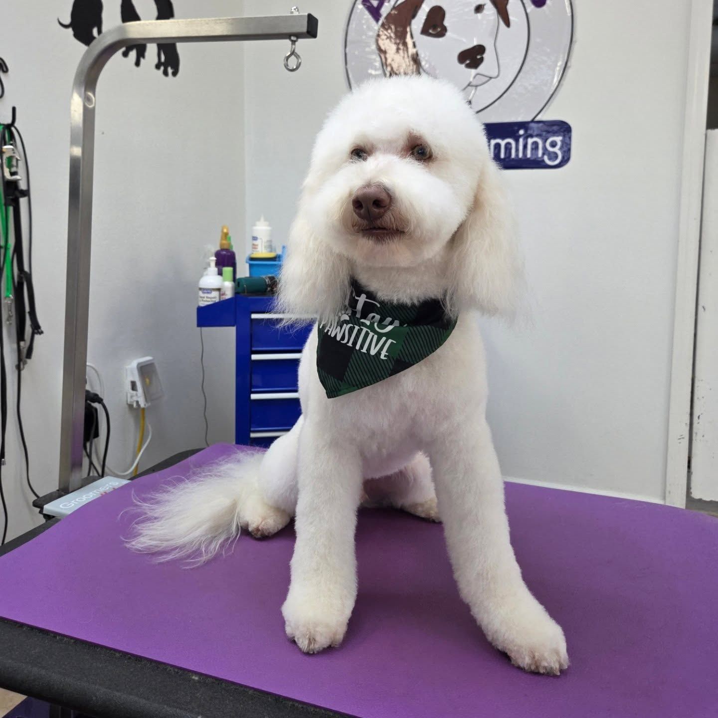 White dog with a groomed coat and a bandana sits on a grooming table. Inside a grooming salon.