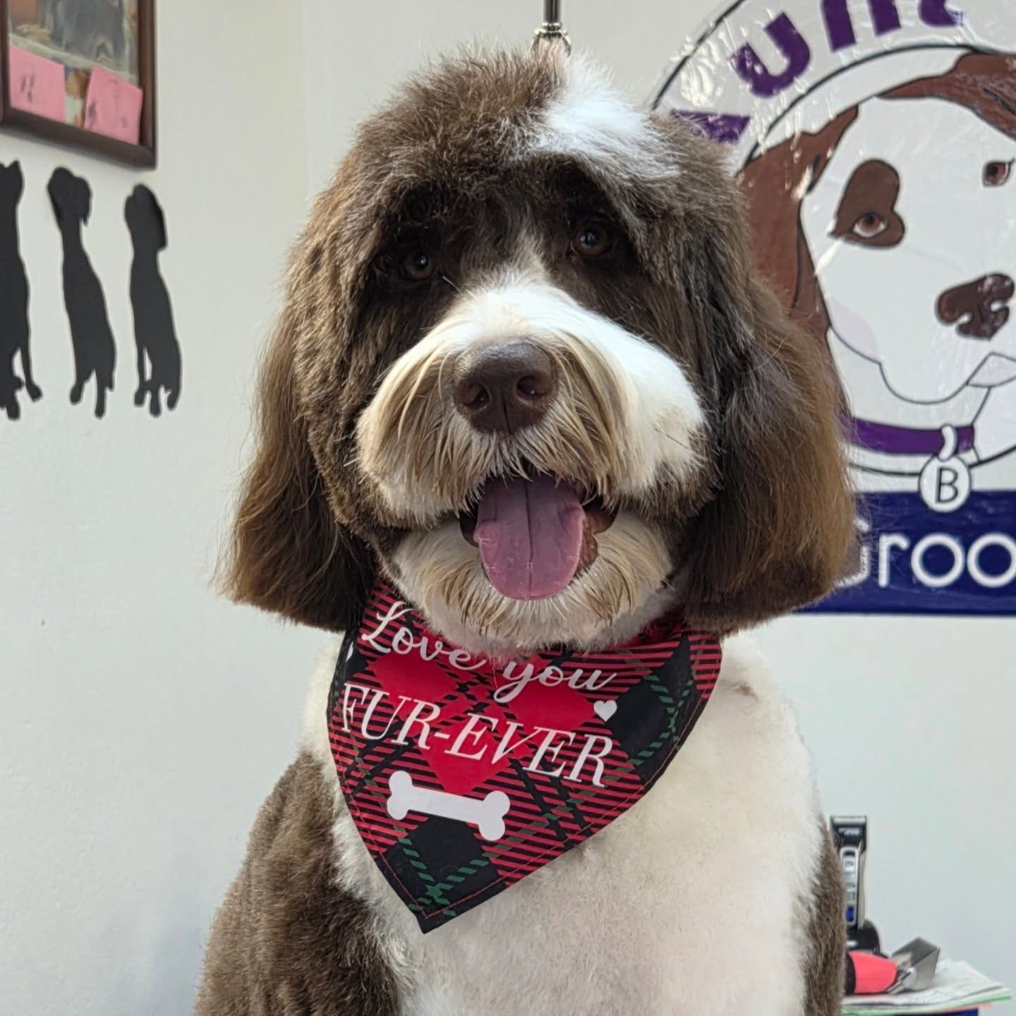 A brown and white dog wearing a plaid bandana that says 