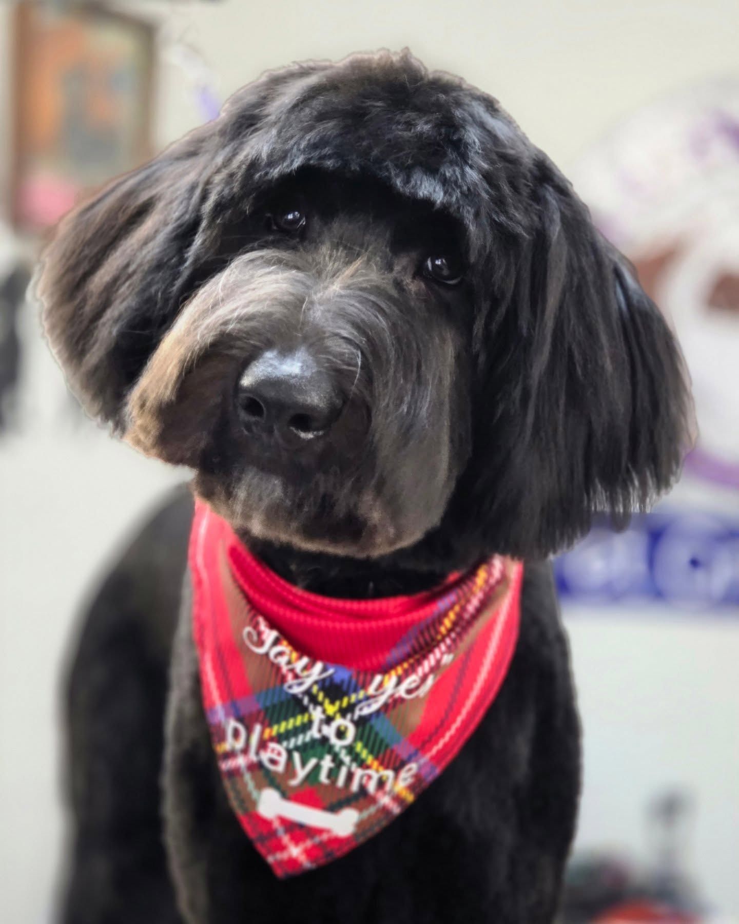 Black dog with a red plaid bandana that says 