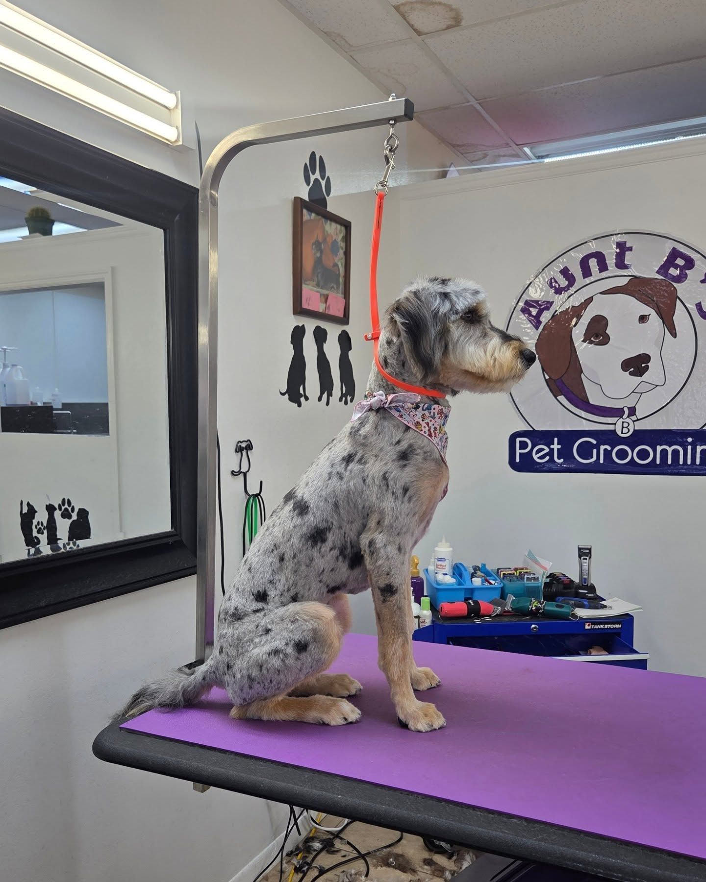 Dog with speckled coat, freshly groomed, sits on purple table in a pet grooming shop.