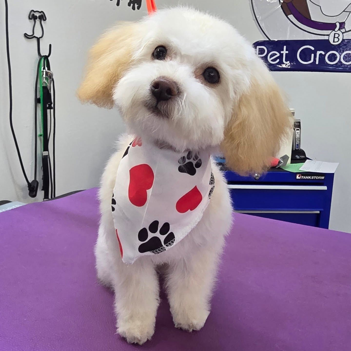 Fluffy white dog with tan ears, wearing a bandana with red hearts and paw prints, on grooming table.