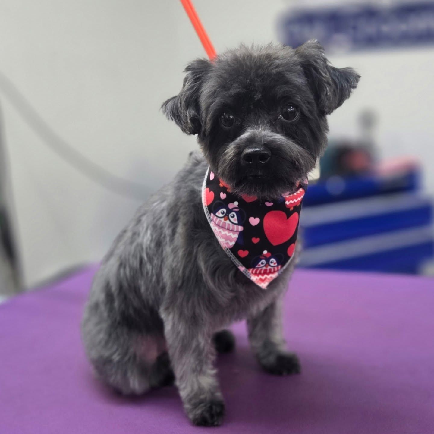 Gray dog with a Valentine's bandana sits on a purple surface.
