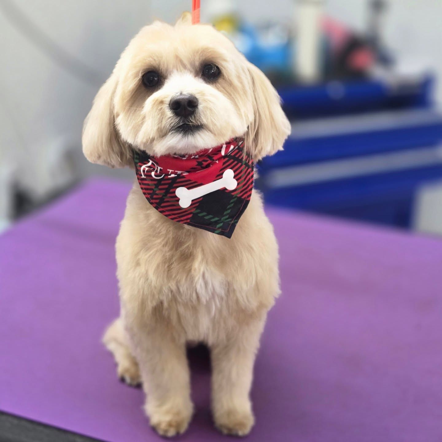 Tan dog with a fresh haircut wearing a red and black bandana with a bone. Sits on a purple surface.
