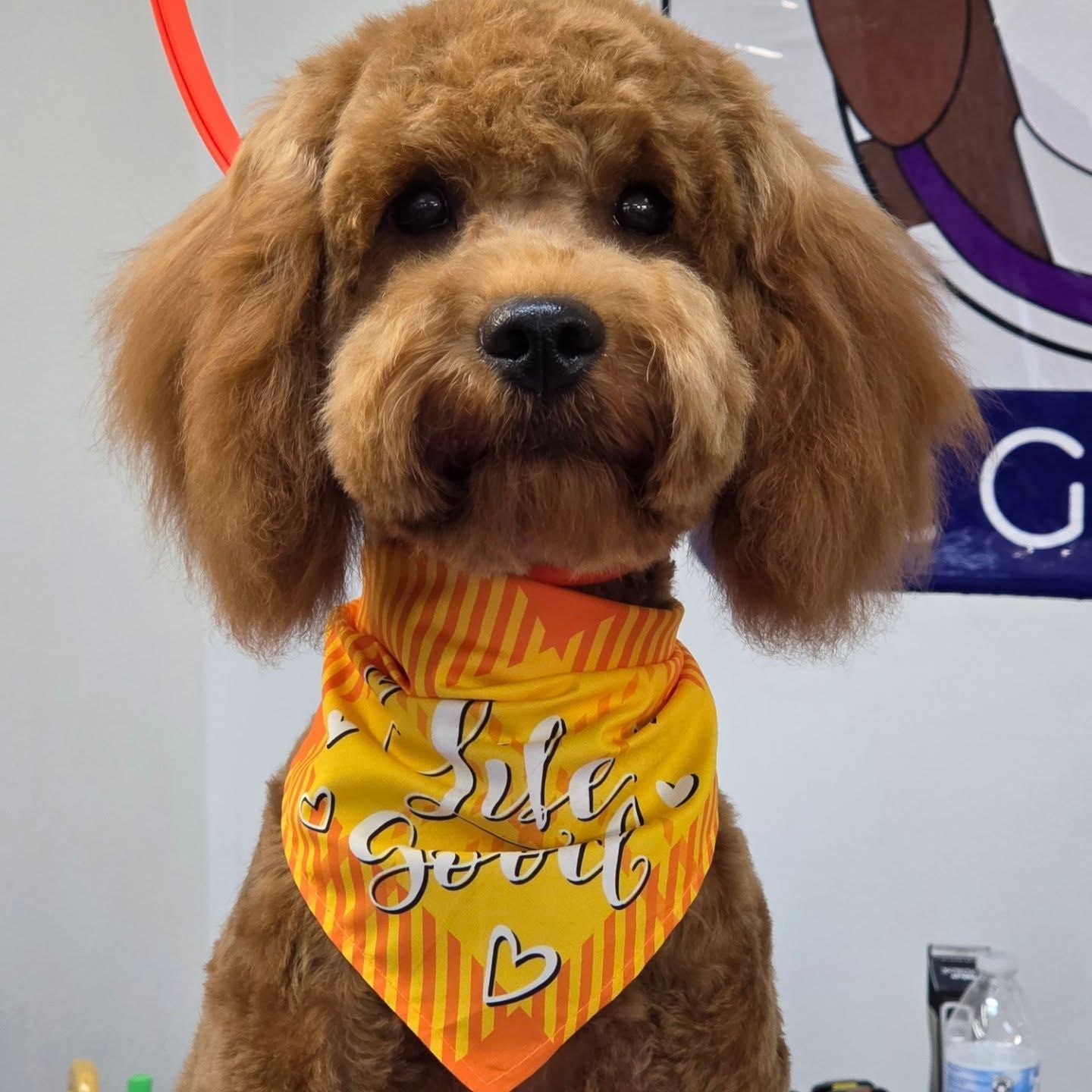 A brown poodle with a neatly trimmed coat and a yellow bandana that says 