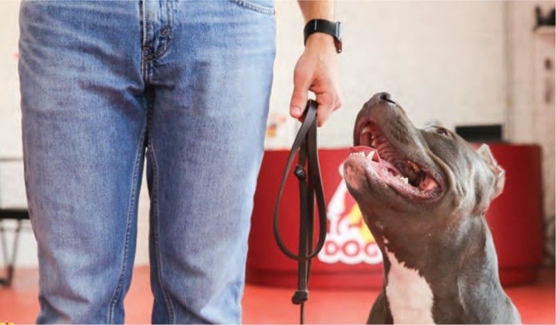 A man is holding a leash next to a dog with its mouth open.