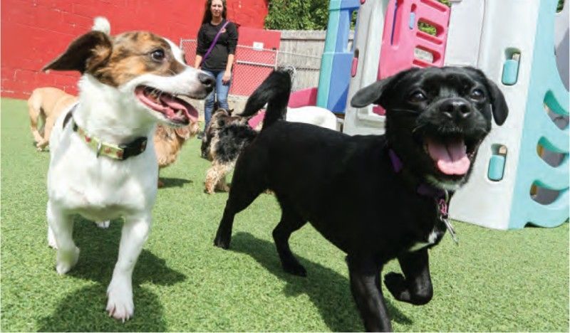 A group of dogs are playing on a lush green field.