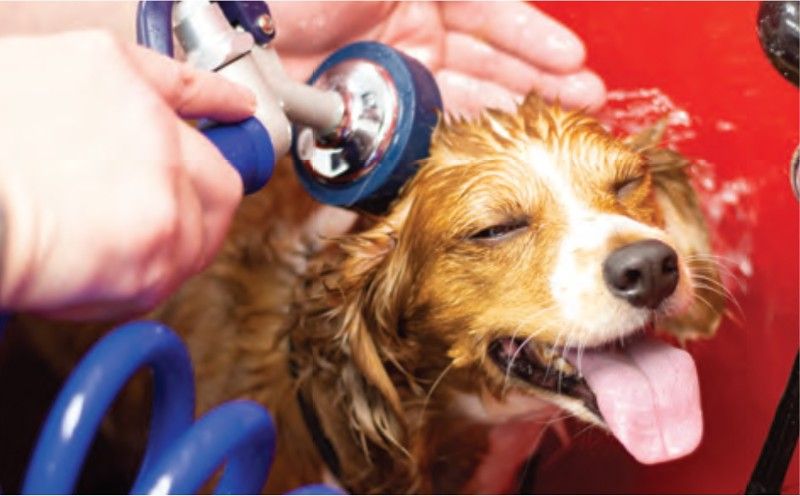 A person is brushing a dog 's hair with a brush.