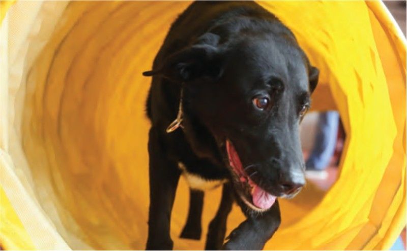 A black dog is running through a yellow tunnel