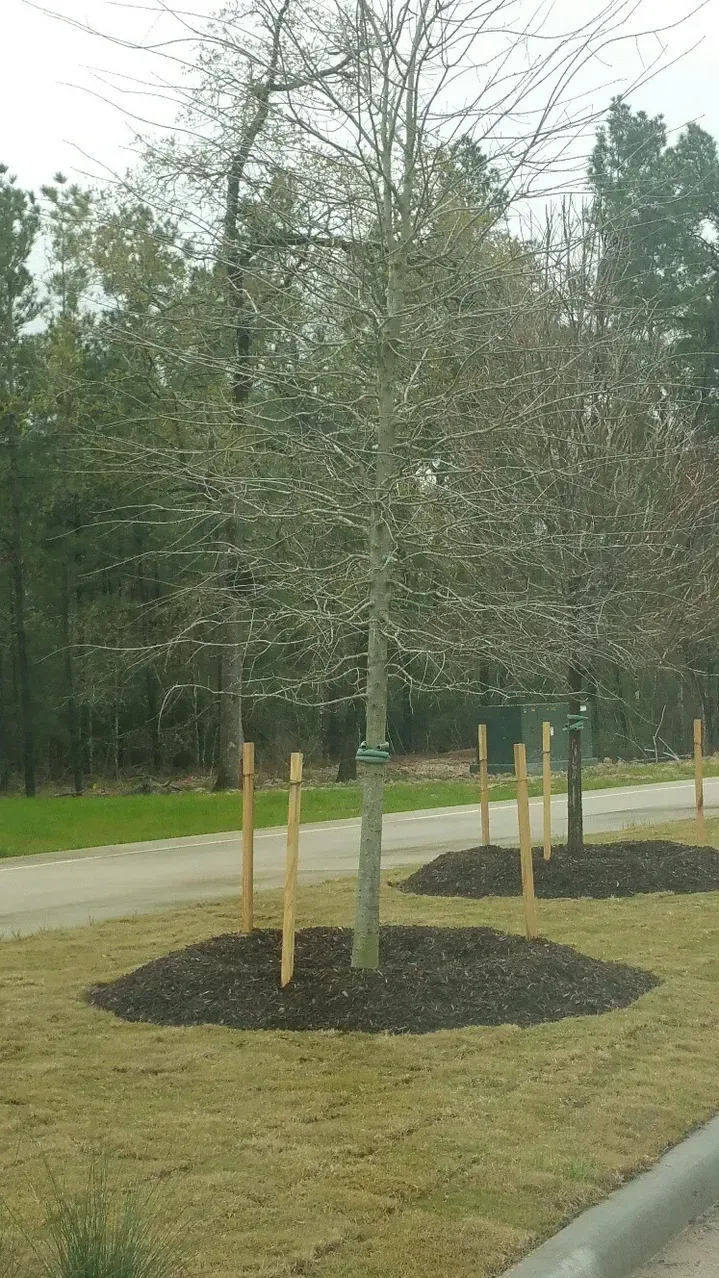 A small tree with mulch in a grassy area, with support stakes. Background of trees and road.