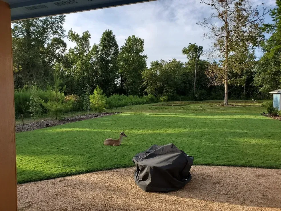Deer resting on a grassy lawn with trees in the background, viewed from a patio.