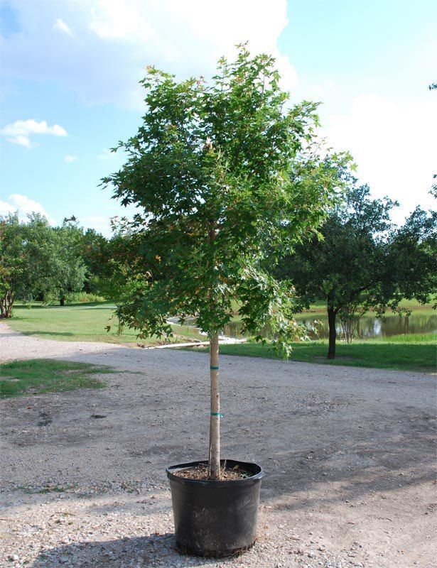 Young tree in a black pot, set on gravel. It has green leaves and is outside with a pond visible.