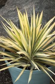 Variegated yucca plant with spiky, yellow-edged green leaves in a blue pot.