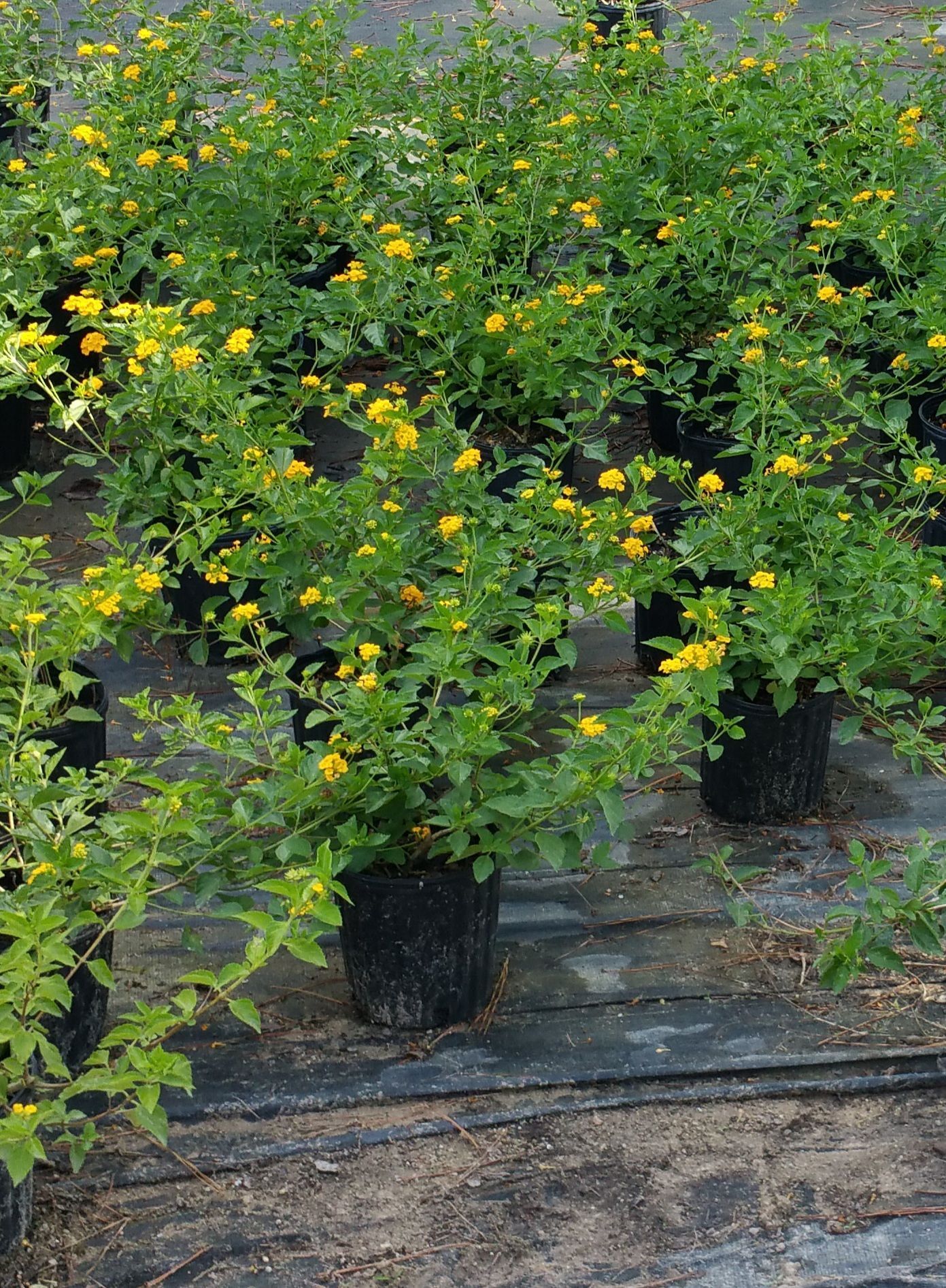 Rows of potted Lantana plants with yellow flowers, in an outdoor nursery setting.