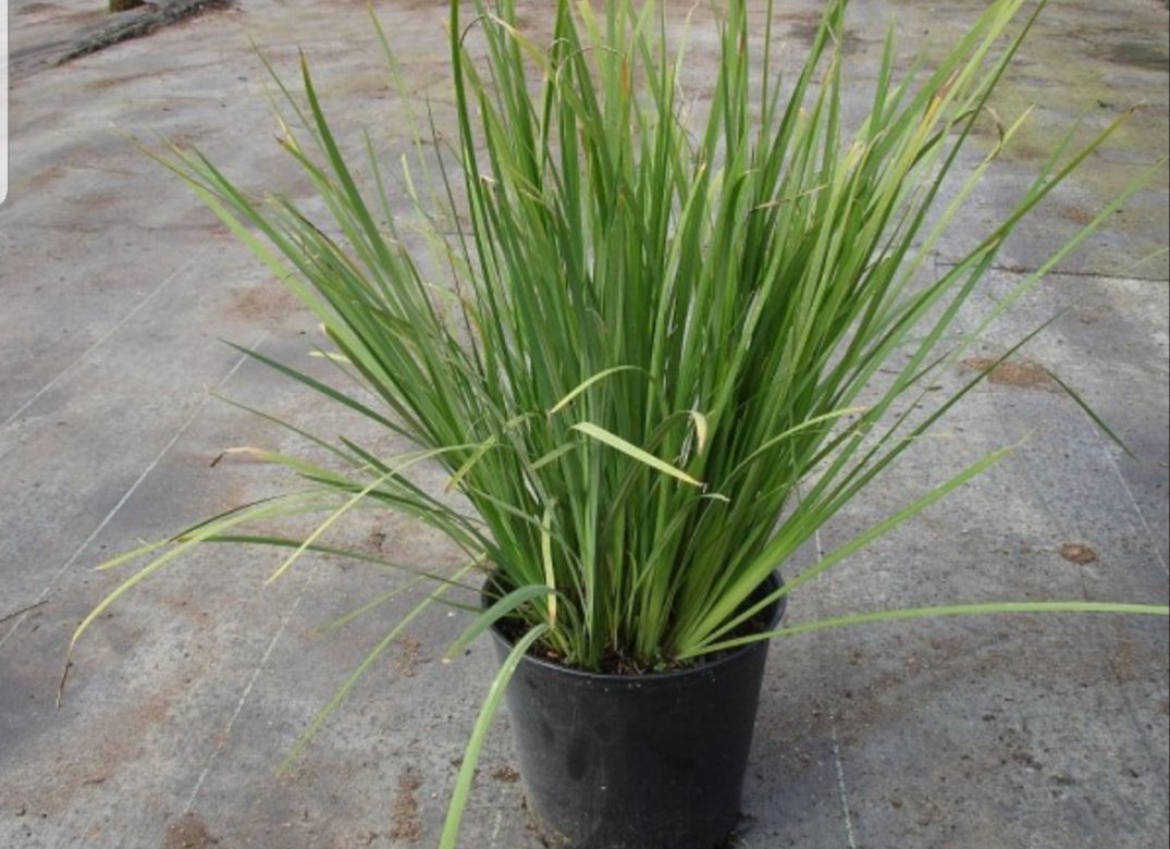 Green grass-like plant in a black pot, sitting on a concrete surface.