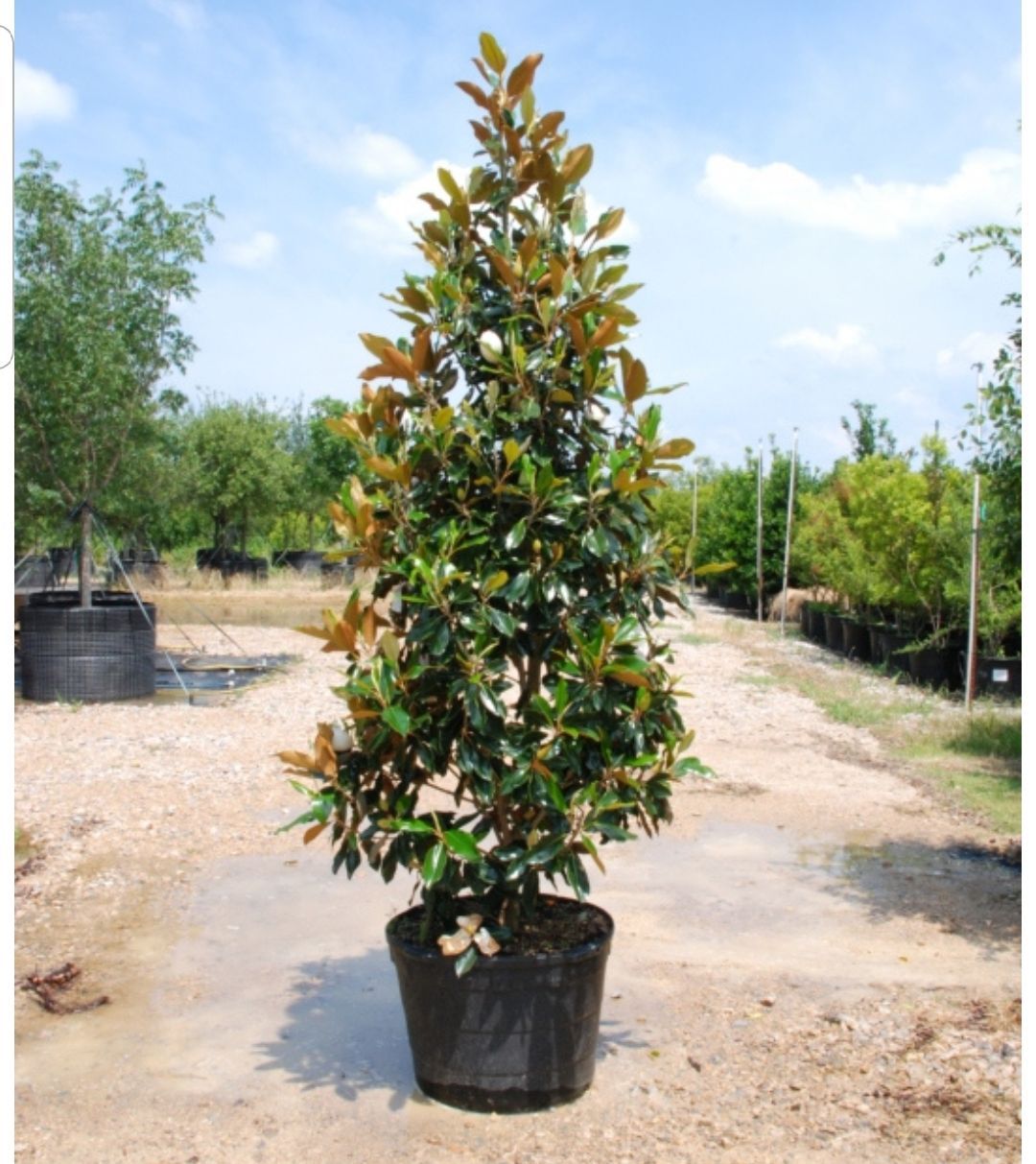 Tall, green magnolia tree in a black pot, outdoors on a concrete surface.
