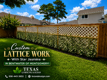 Custom lattice fence with star jasmine in a suburban backyard under a blue sky