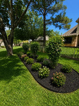Landscaped garden bed with small shrubs and mulch beside a green lawn and trees in a sunny yard