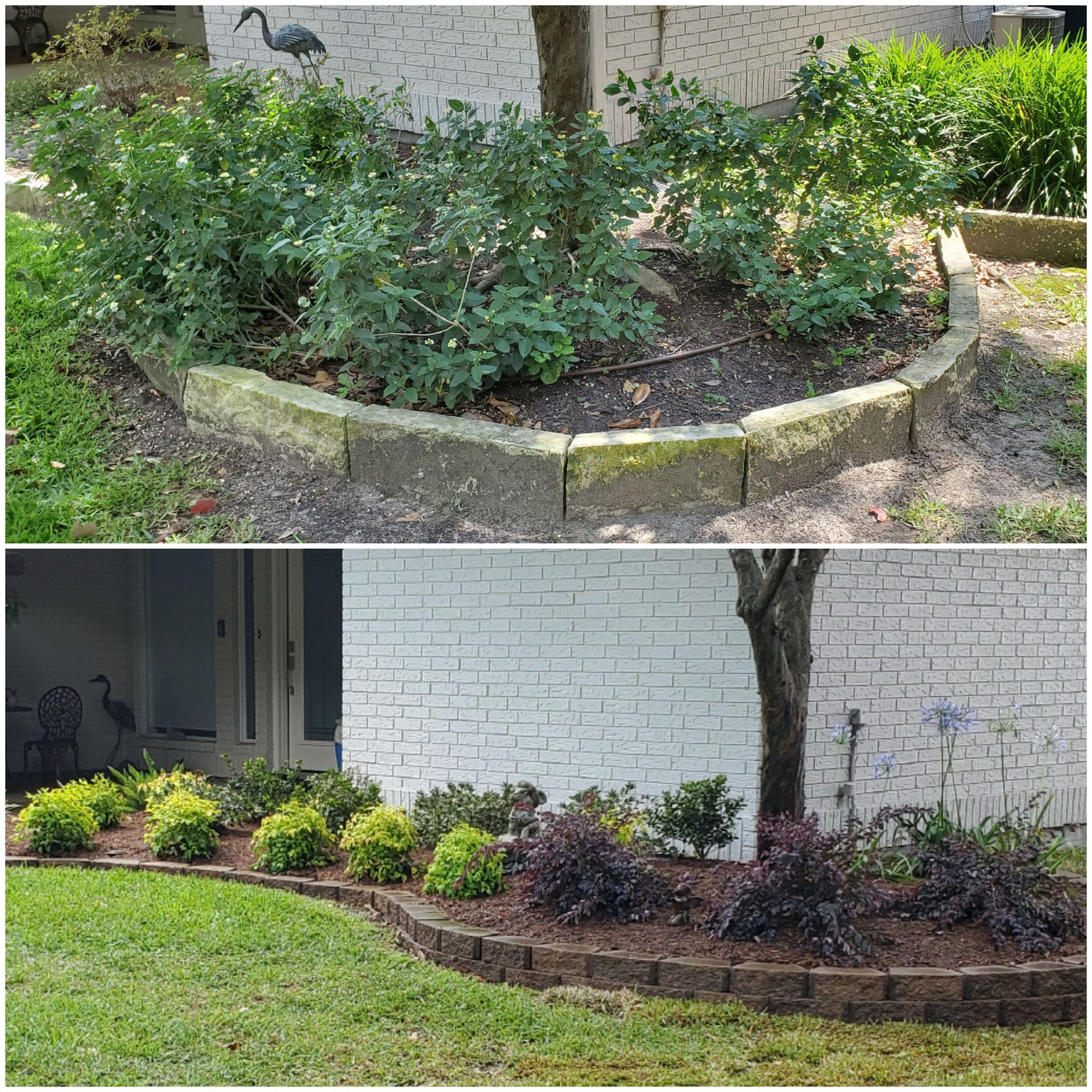 Side-by-side: Before and after of a landscaped bed with overgrown bushes replaced by trimmed shrubs and dark mulch.