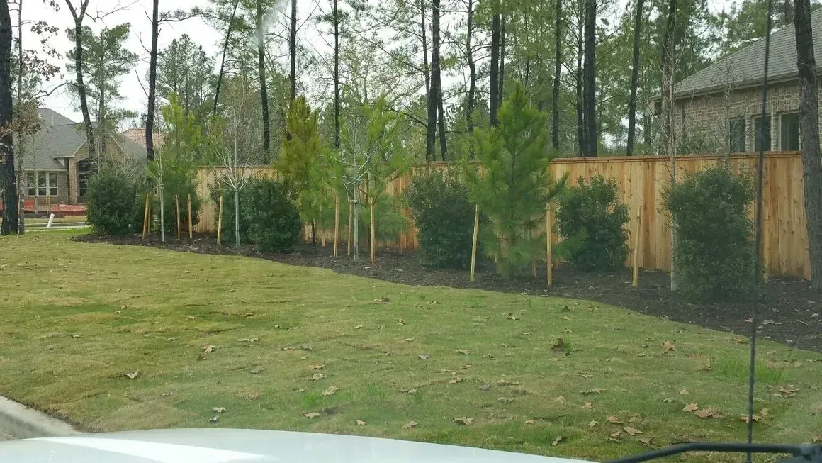 Lawn in front of a new wooden fence with young trees and bushes. Green grass and forest in the background.