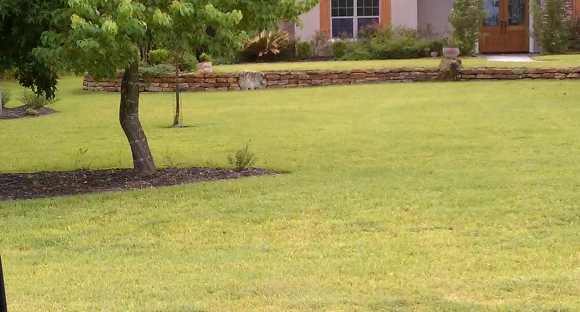 Green lawn with a small tree in front of a house. A stone wall separates the lawn from the house.