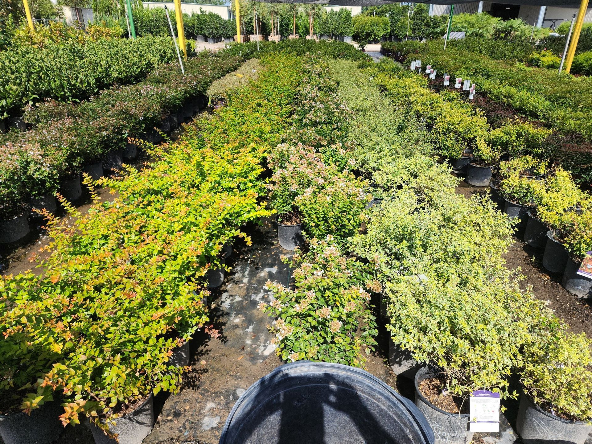 Rows of potted shrubs in a nursery, featuring varying green and yellow foliage, under a bright sky.
