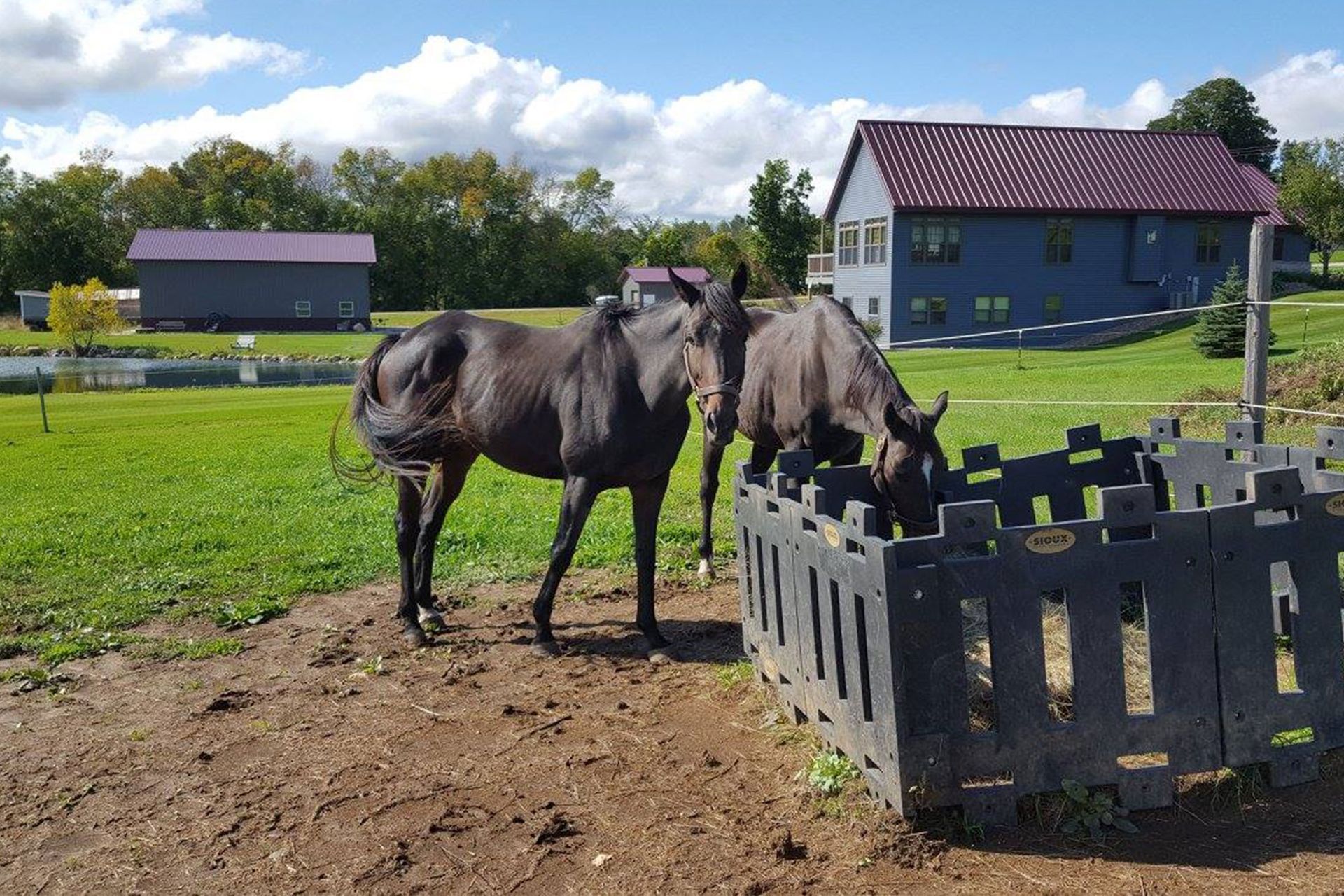 Two dark horses near a black feeder in a grassy field with buildings in the background.