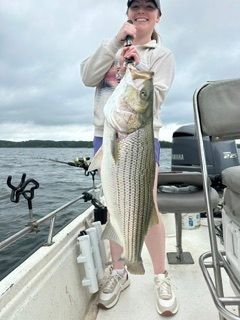 Person on a boat holding a large striped bass by the water