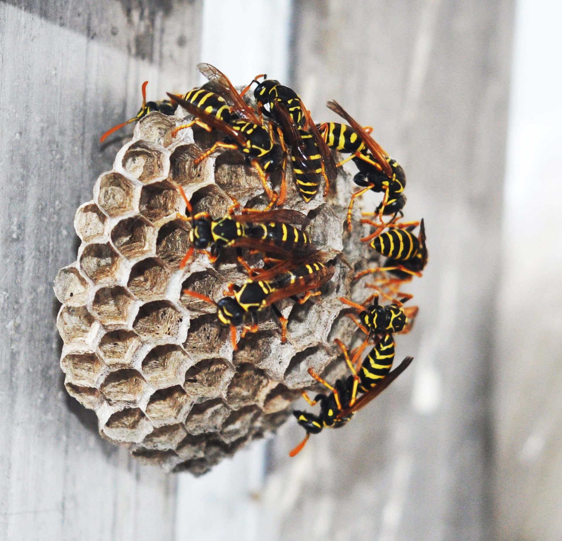 A bald-faced hornet with black and white markings resting on a smooth, grey surface.