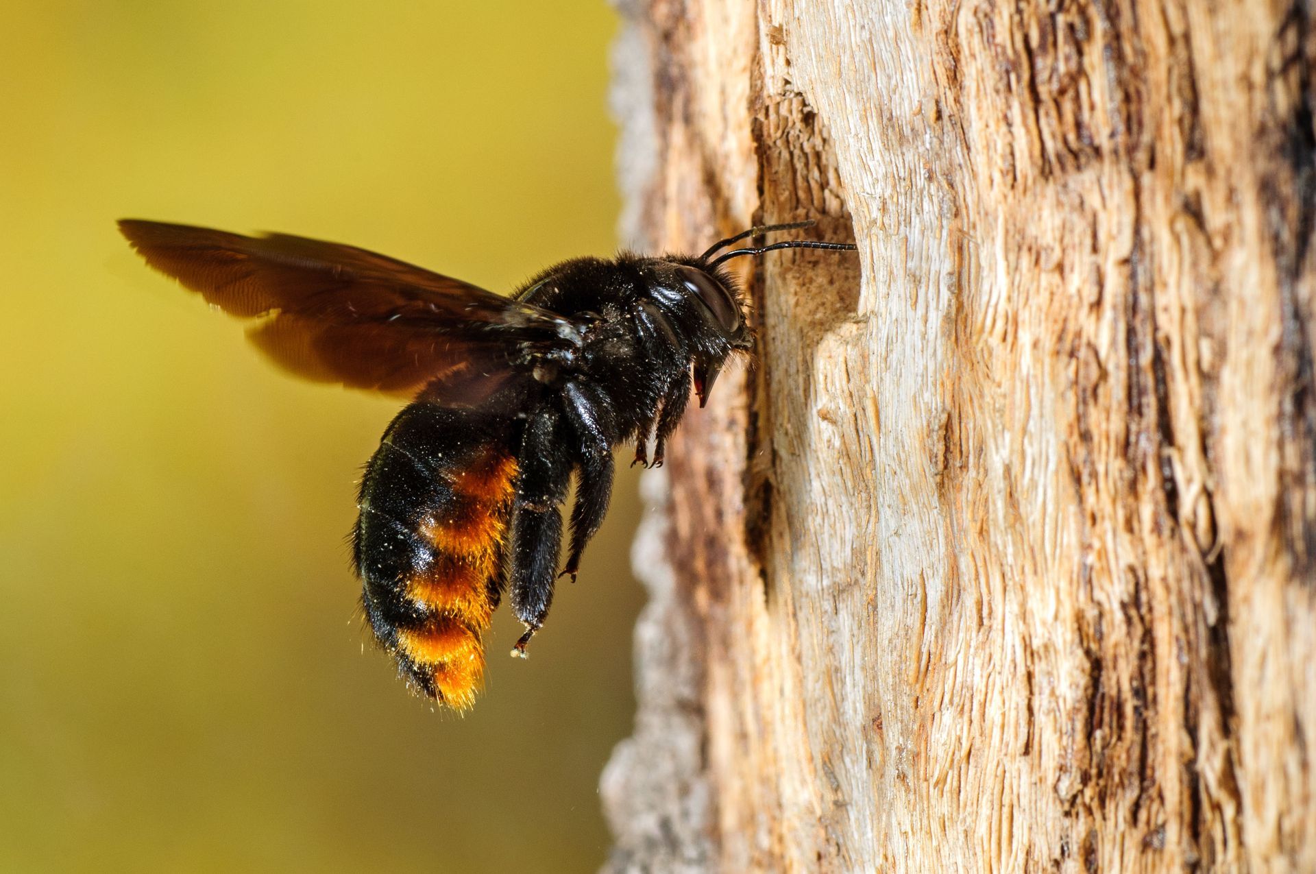 A dark-bodied bee peeking out of a hole in a bamboo stalk, with a small pile of yellow pollen below the opening.