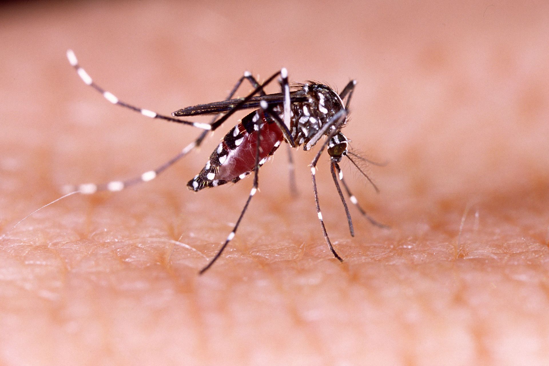 mosquito control