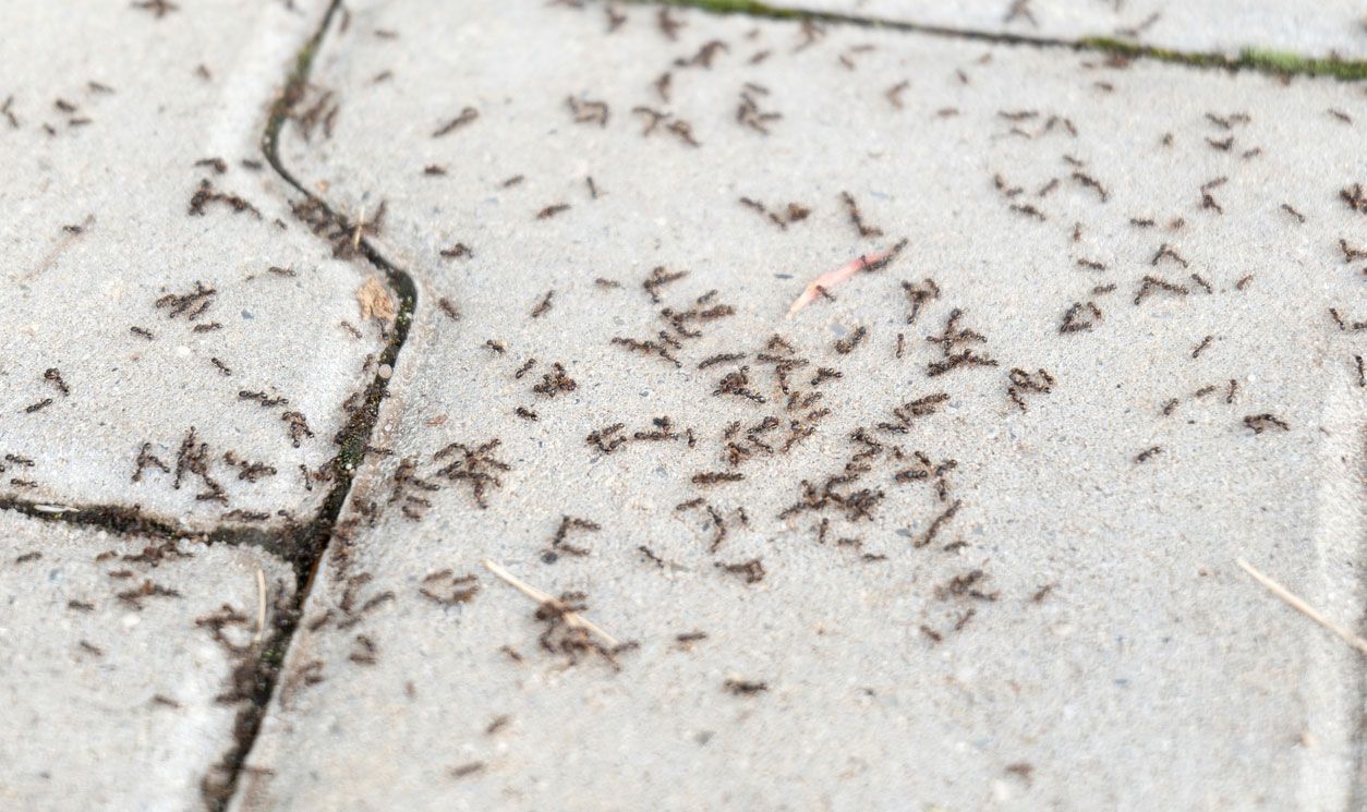 A large swarm of ants crawling across gray, textured patio pavers.