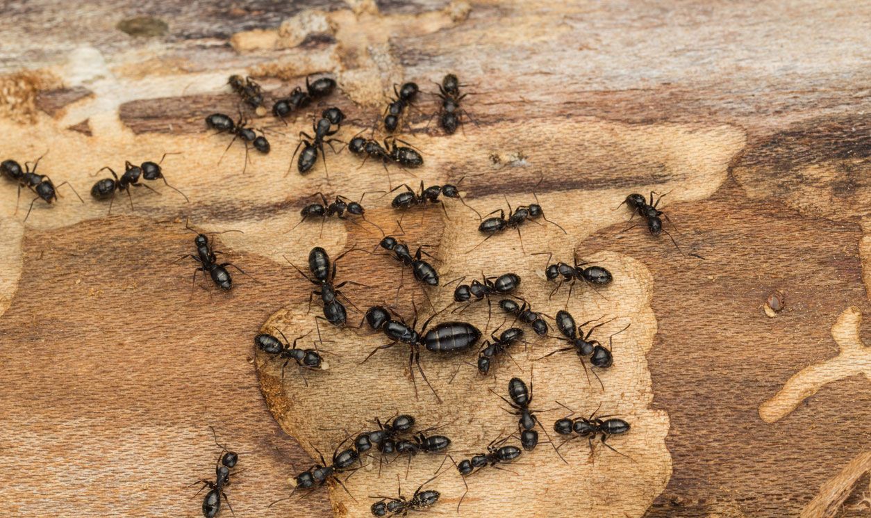 A large group of black ants swarming across a textured, light-brown piece of wood.