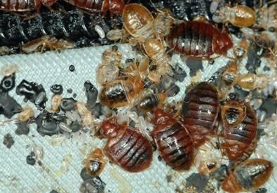 A close-up view of numerous bed bugs of varying sizes, along with dark fecal spots and light-colored eggs on a fabric surface.