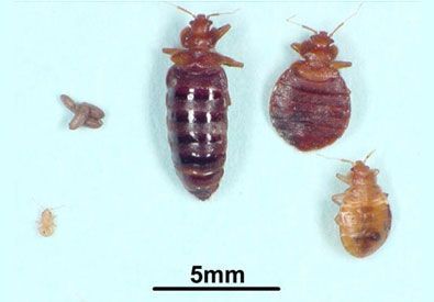 An assortment of bed bugs at various life stages, including eggs, nymphs, and adults, against a pale blue background.