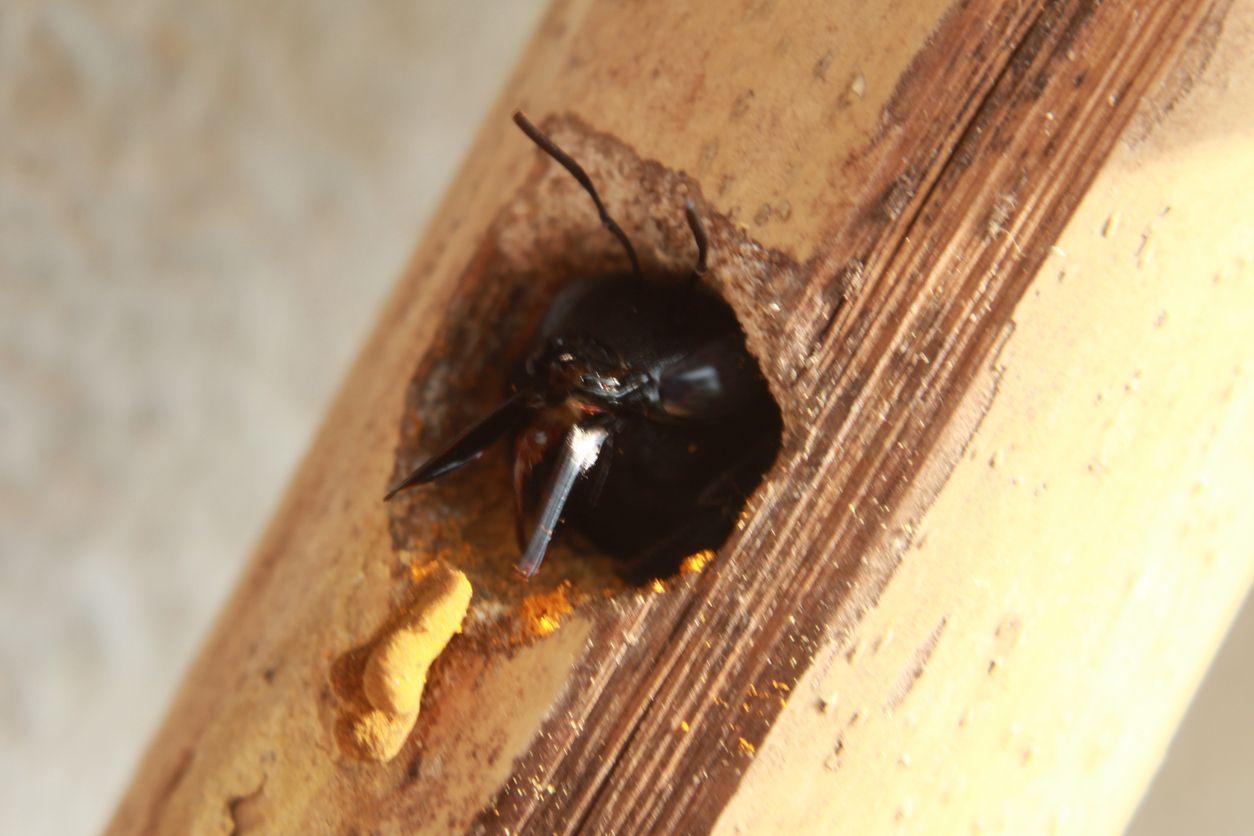 A dark-bodied bee peeking out of a hole in a bamboo stalk, with a small pile of yellow pollen below the opening.