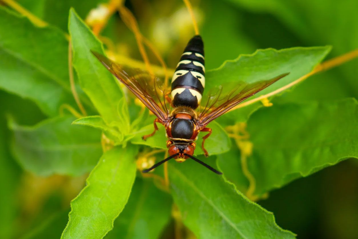 A hornet with black and yellow striped markings rests with wings spread open on vibrant green foliage.