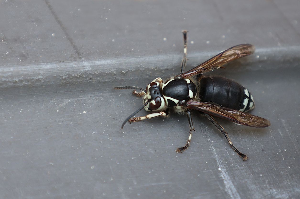 A bald-faced hornet with black and white markings resting on a smooth, grey surface.