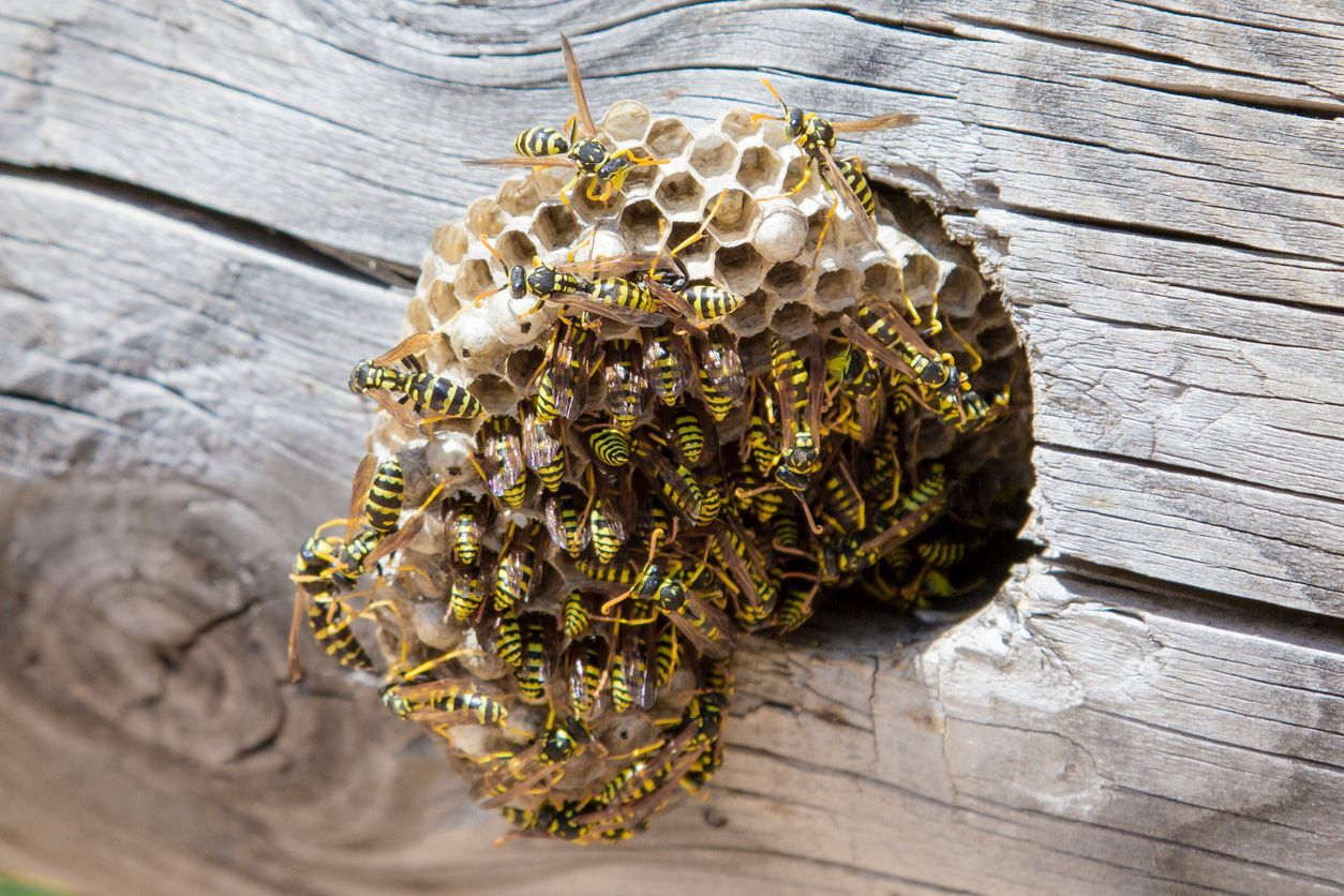 A paper wasp nest with numerous yellow and black wasps attached to a wooden surface.