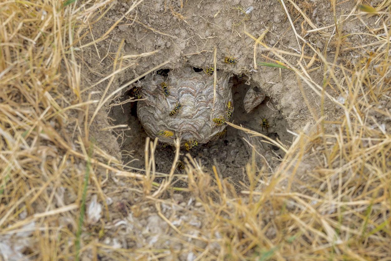 A grey paper wasp nest built inside a hole in the ground, surrounded by dry grass with several yellow and black wasps.