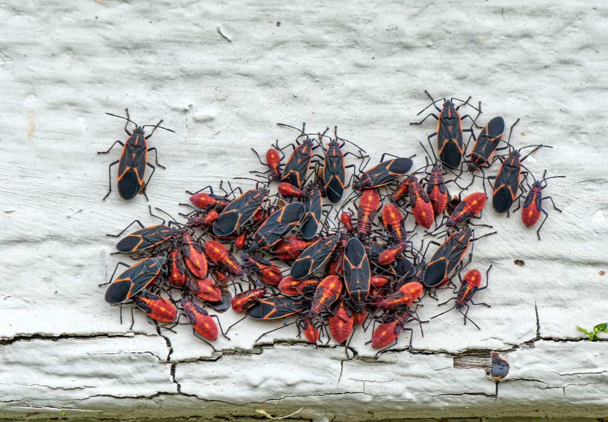 A large cluster of black and red boxelder bugs gathered on a textured, white-painted wooden surface.