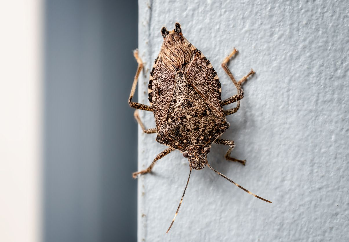 A brown mottled stink bug resting on a vertical, light gray textured surface.