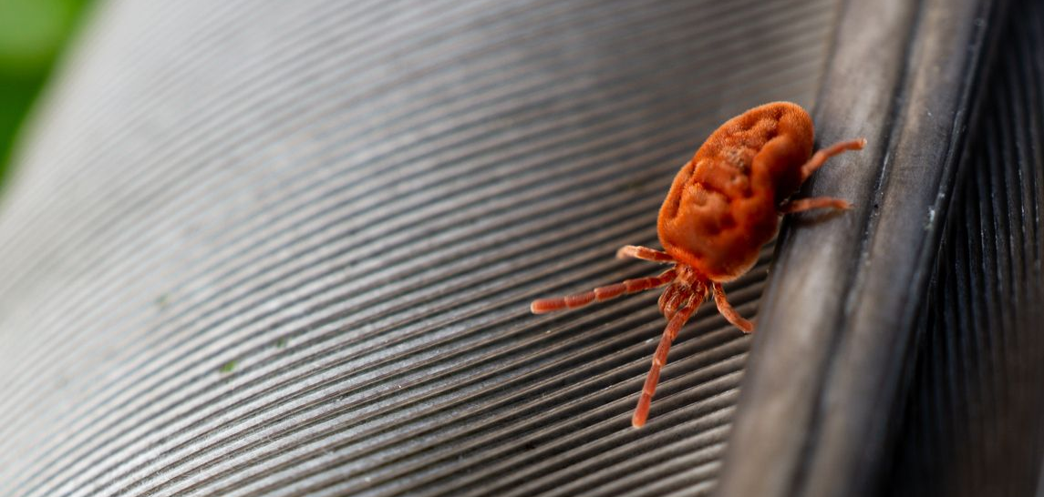A close-up of a small, textured orange mite crawling along the dark, ribbed surface of a bird feather.