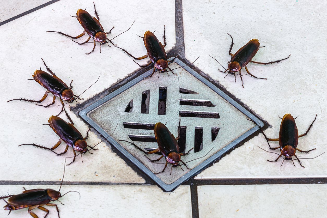 Several dark brown cockroaches crawl around a square floor drain on a tiled surface.